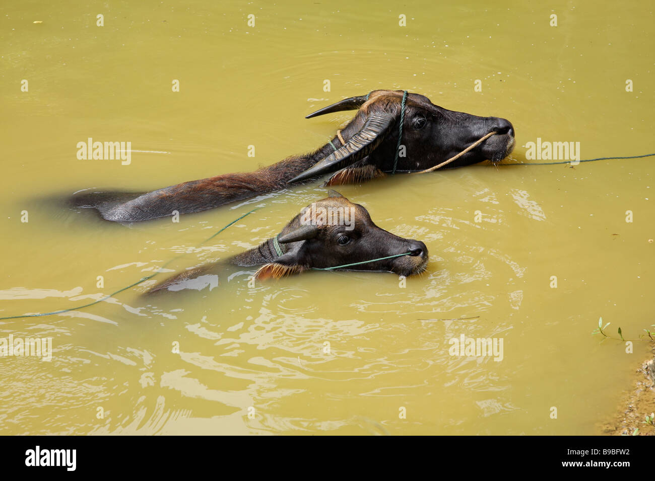 Asian water buffalo hires stock photography and images Alamy