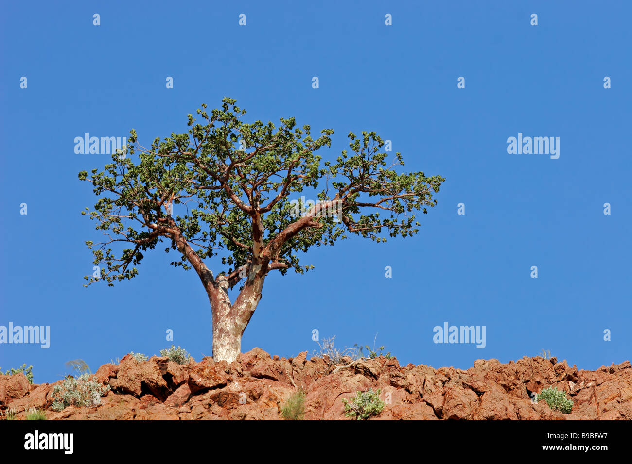 A corkwood tree (Commiphora spp) against a blue sky, Namibia, southern Africa Stock Photo