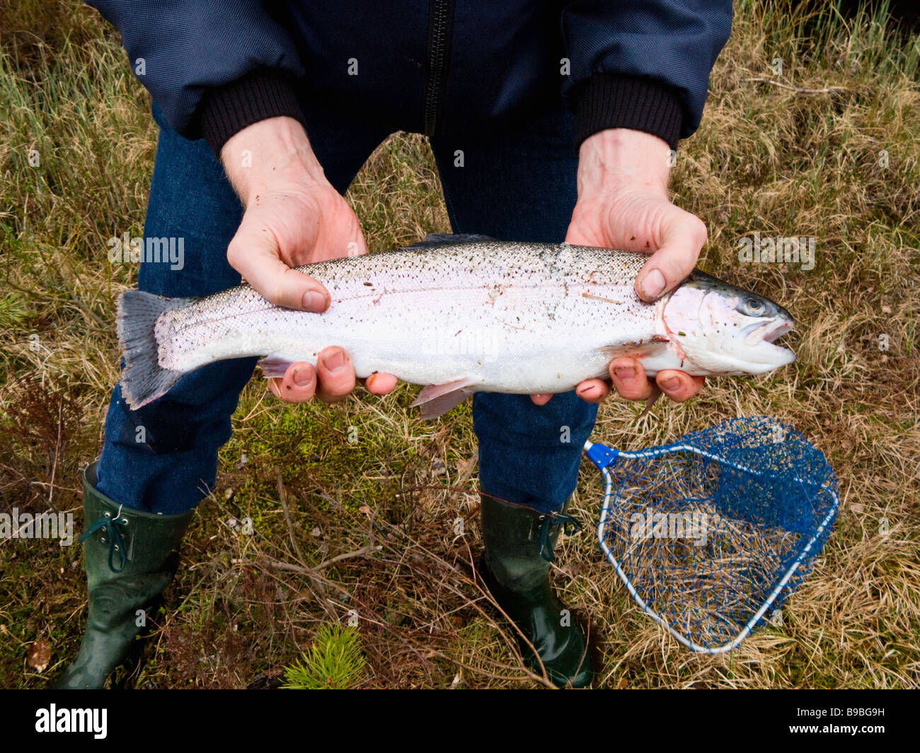 Rainbow trout a good catch Stock Photo Alamy