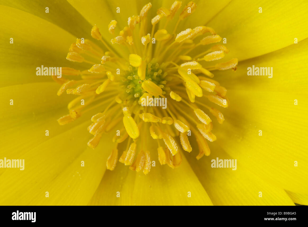 Detail of the flower of a Far East Amur adonis (Adonis amurensis) flowering in Nagano in the early spring Stock Photo