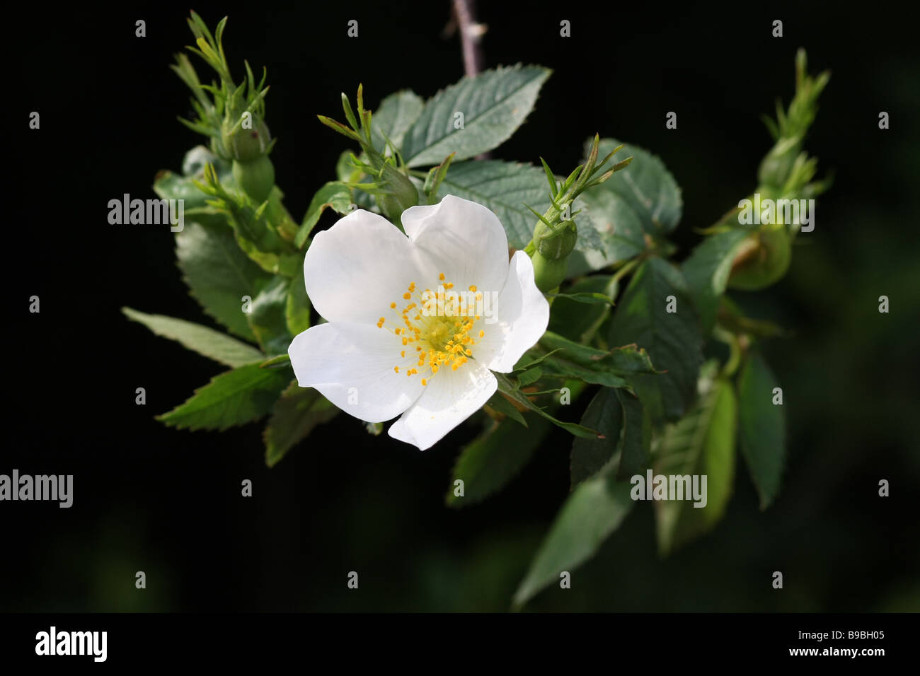 white flower, dark background Stock Photo Alamy