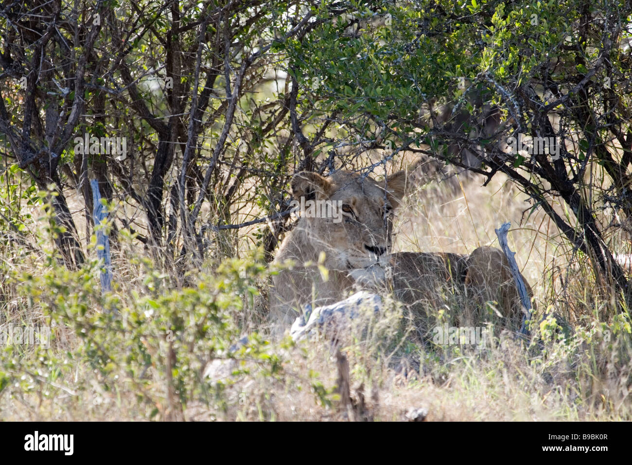 Lioness resting under a ficus bush Stock Photo