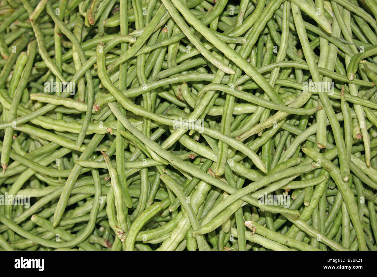 Orgnic Green Runner Beans Stock Photo Alamy