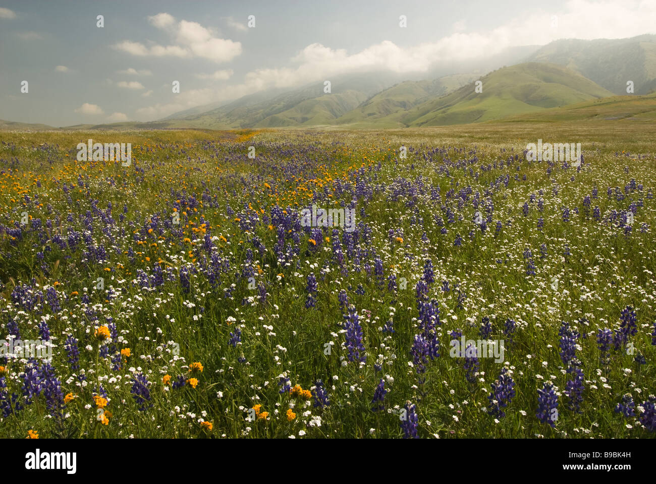 California Wildflowers High Resolution Stock Photography and Images Alamy