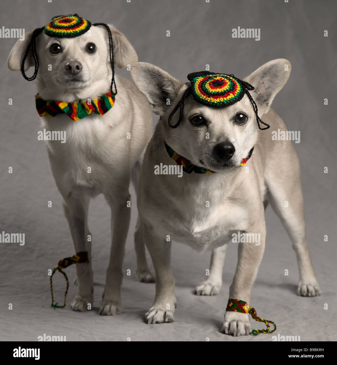 Two Small dogs wearing Jamaican Rastafarian items Stock Photo Alamy
