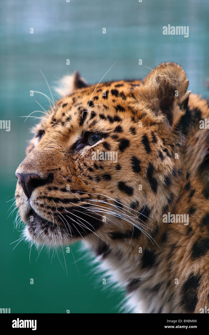Leopard close up view hi-res stock photography and images - Alamy