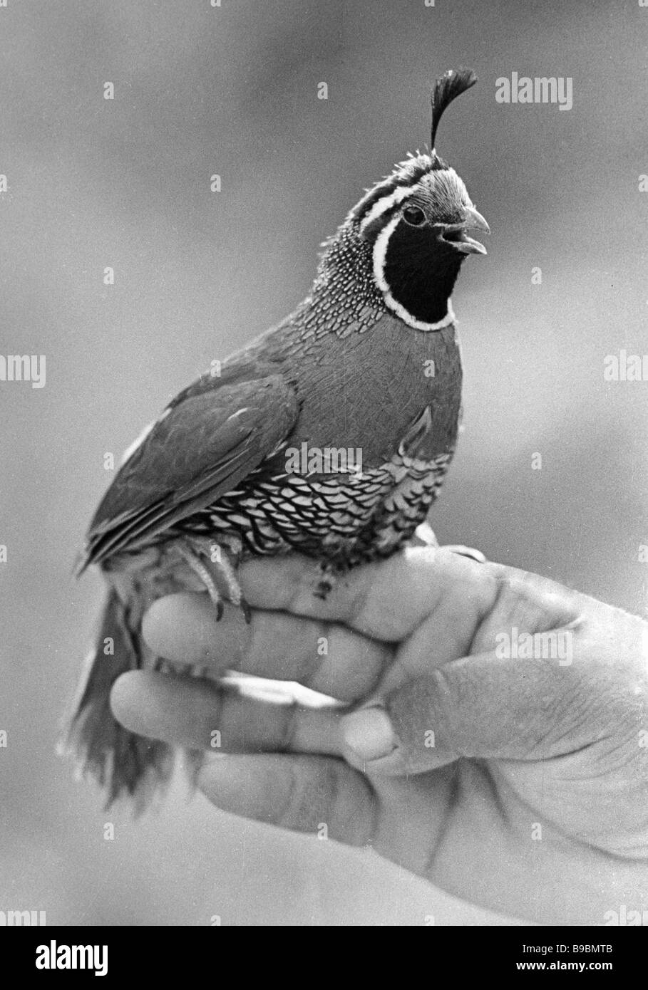 Quail Black and White Stock Photos & Images Alamy