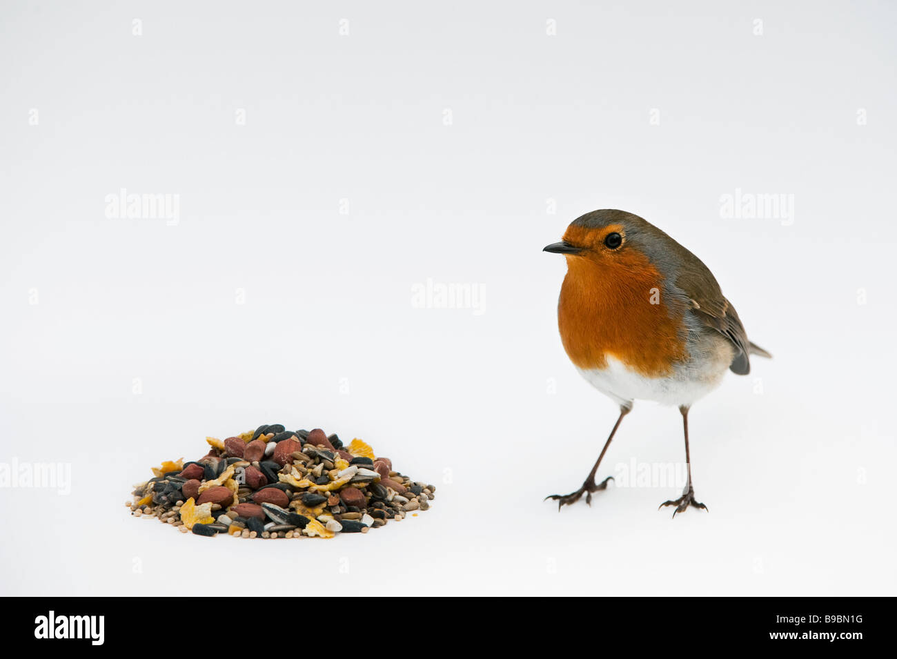 Robin and wild bird seed on white background Stock Photo Alamy