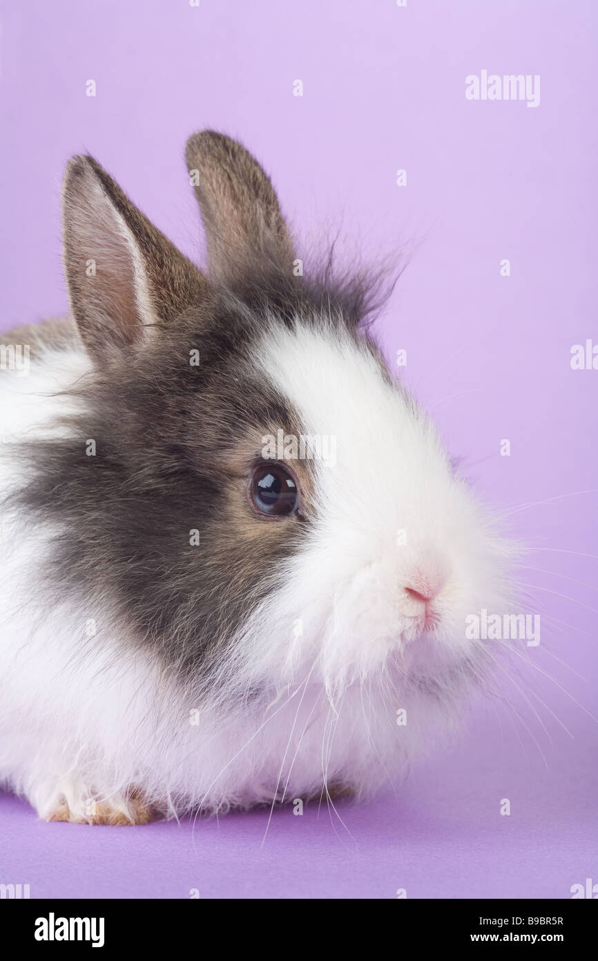 spotted bunny isolated on purple background Stock Photo
