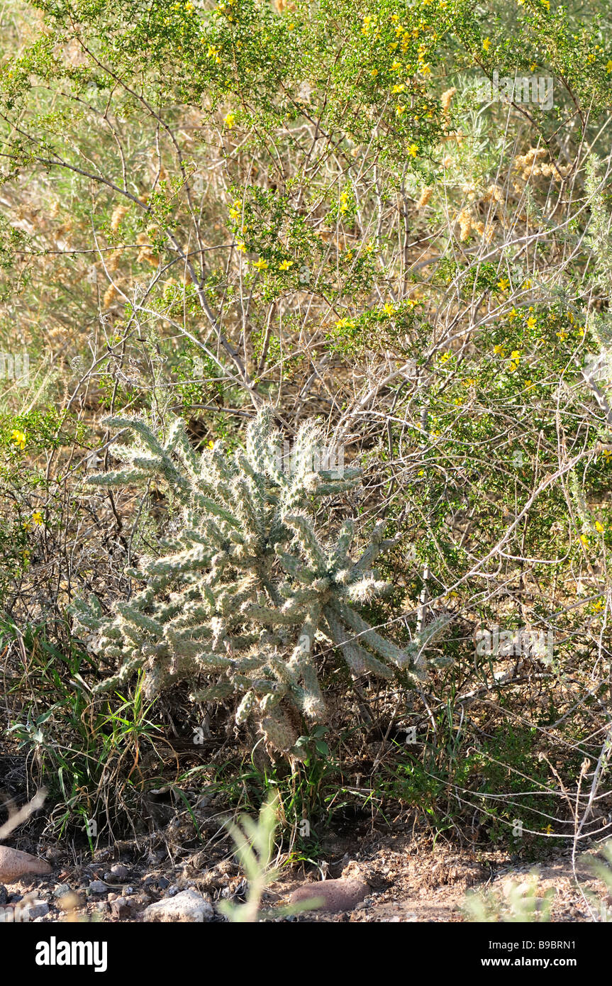 Cholla and a creosote bush in bloom Stock Photo