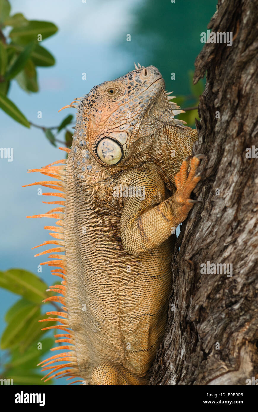 Green iguana Iguana iguana a large arboreal herbivorous species of lizard native to Central and South America Stock Photo