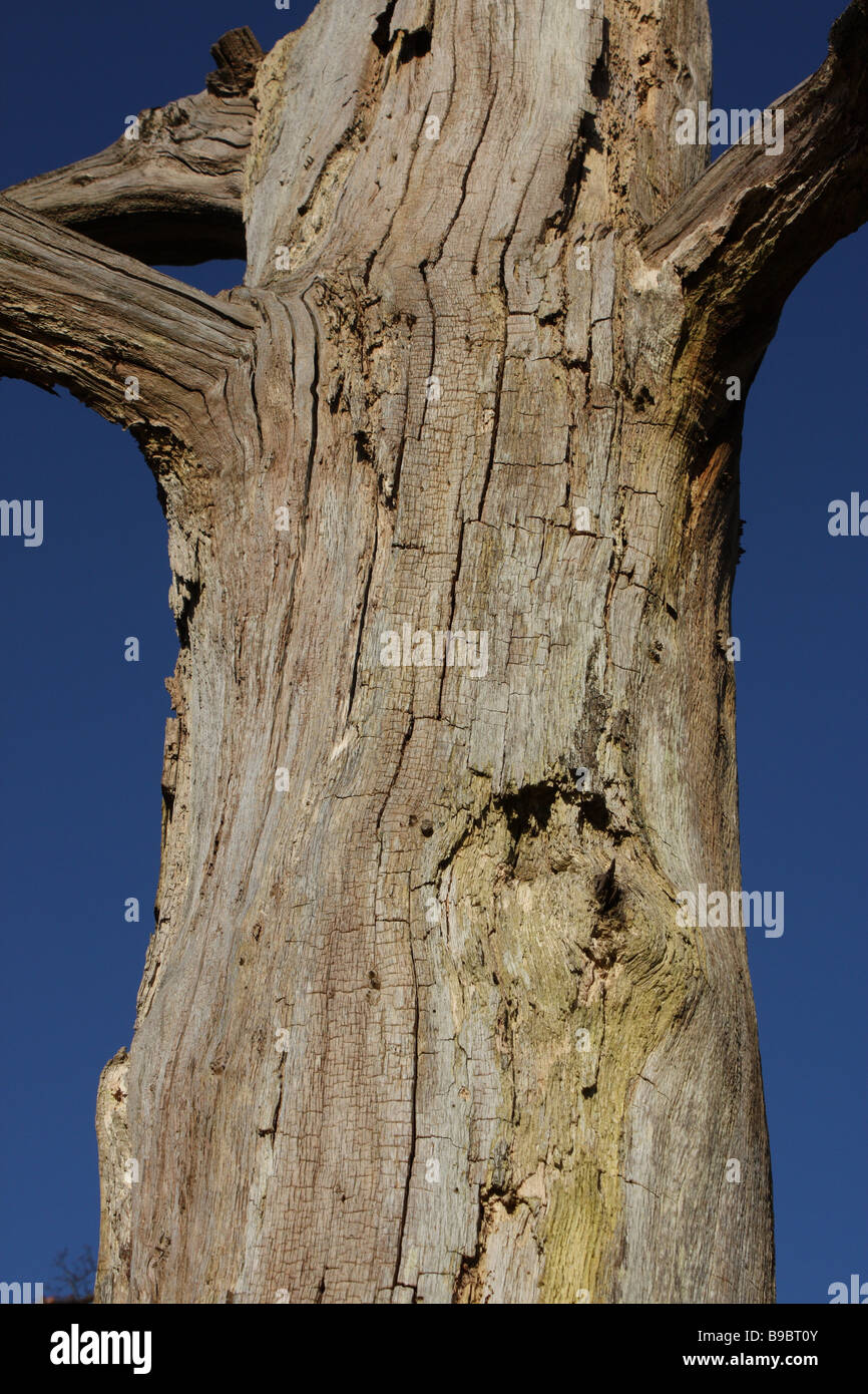 A dead tree on a beautiful sunny day, Stock Photo