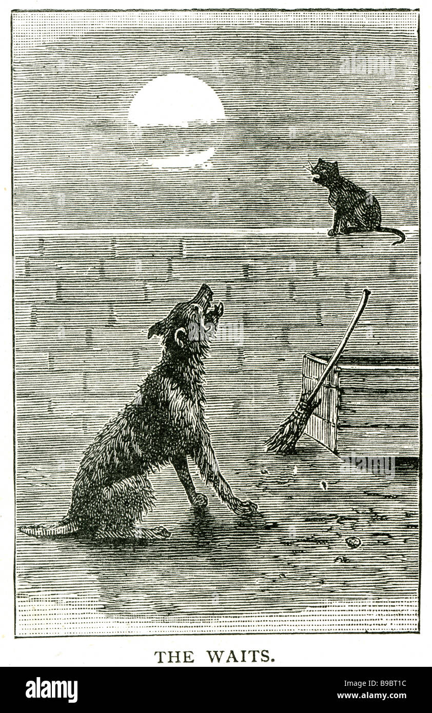 Why Is My Dog Barking And Howling At Night