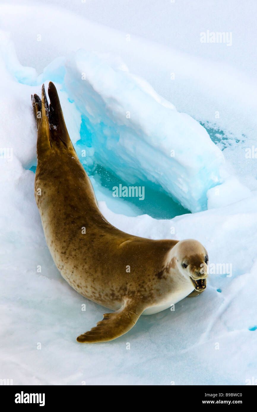 Crabeater Seal Lobodon carcinophagus on an Ice Floe Wild Stock Photo