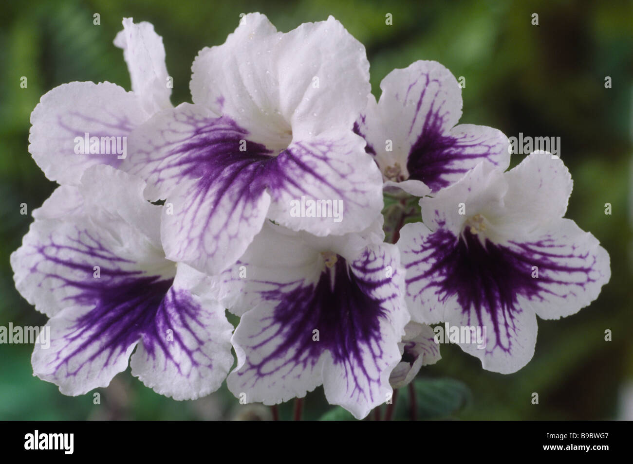 Streptocarpus 'Leyla' (Cape primrose) Stock Photo