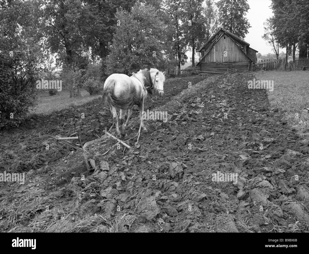 Out in the field a horse pulling a plough Stock Photo Alamy