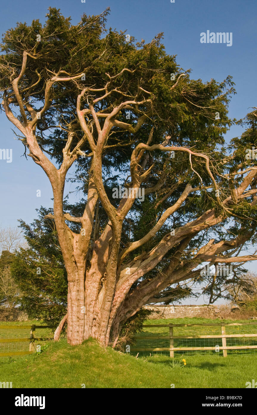 British Yew Tree Stock Photos & British Yew Tree Stock Images - Alamy