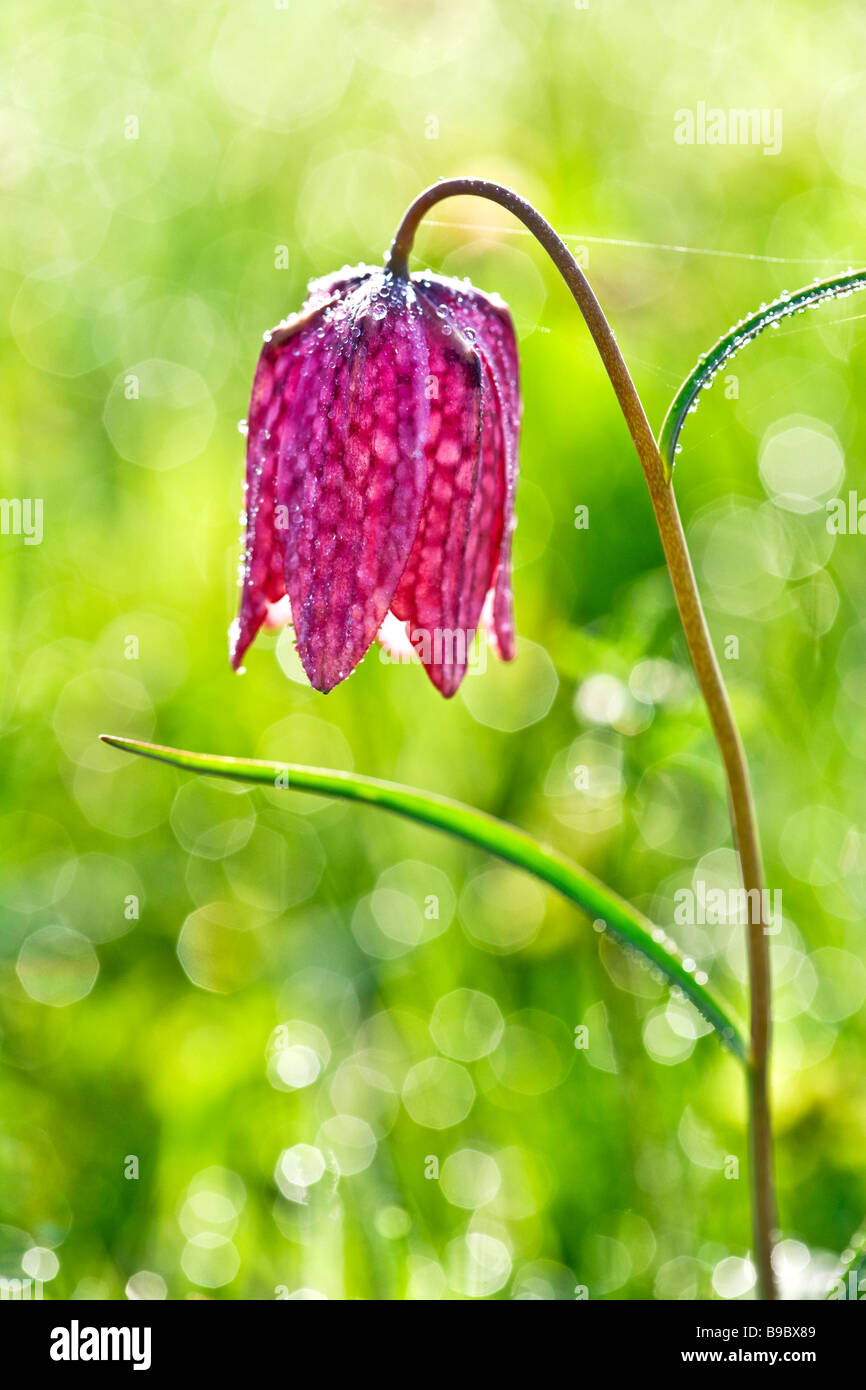 Early morning light makes the dewdrops sparkle on a snakeshead fritillary Fritillaria meleagris Stock Photo