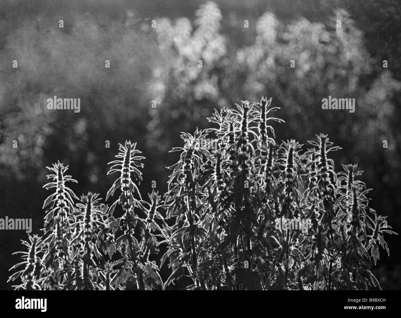 Exotic black and white stock photos images alamy