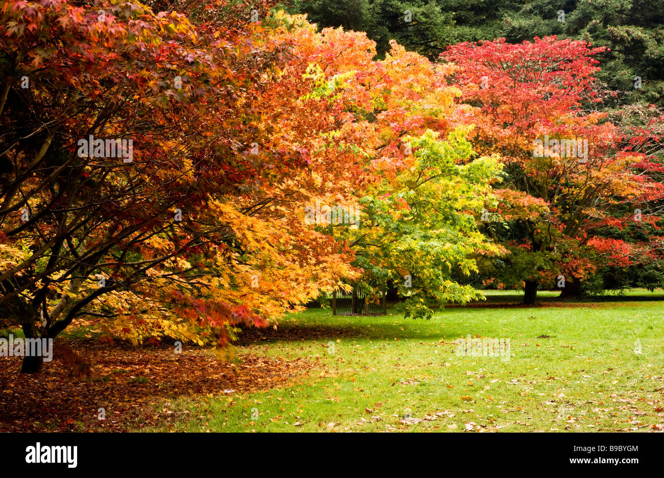 A Japanese acers showing glorious autumn colour in the acer glade at Westonbirt Arboretum Gloucestershire England UK Stock Photo