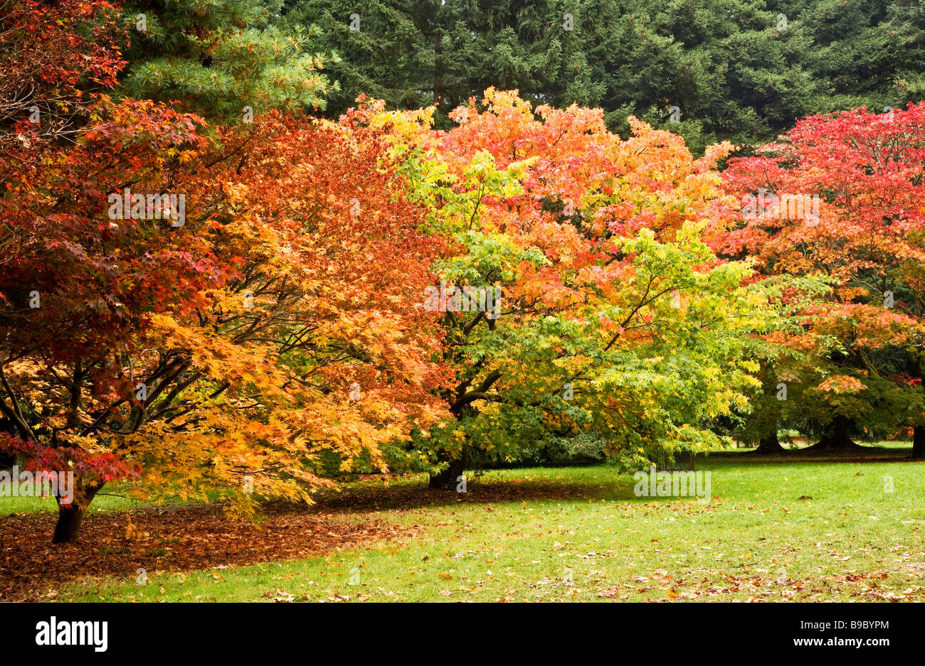 Japanese acers showing glorious autumn colour in the acer glade at Westonbirt Arboretum Gloucestershire England UK Stock Photo