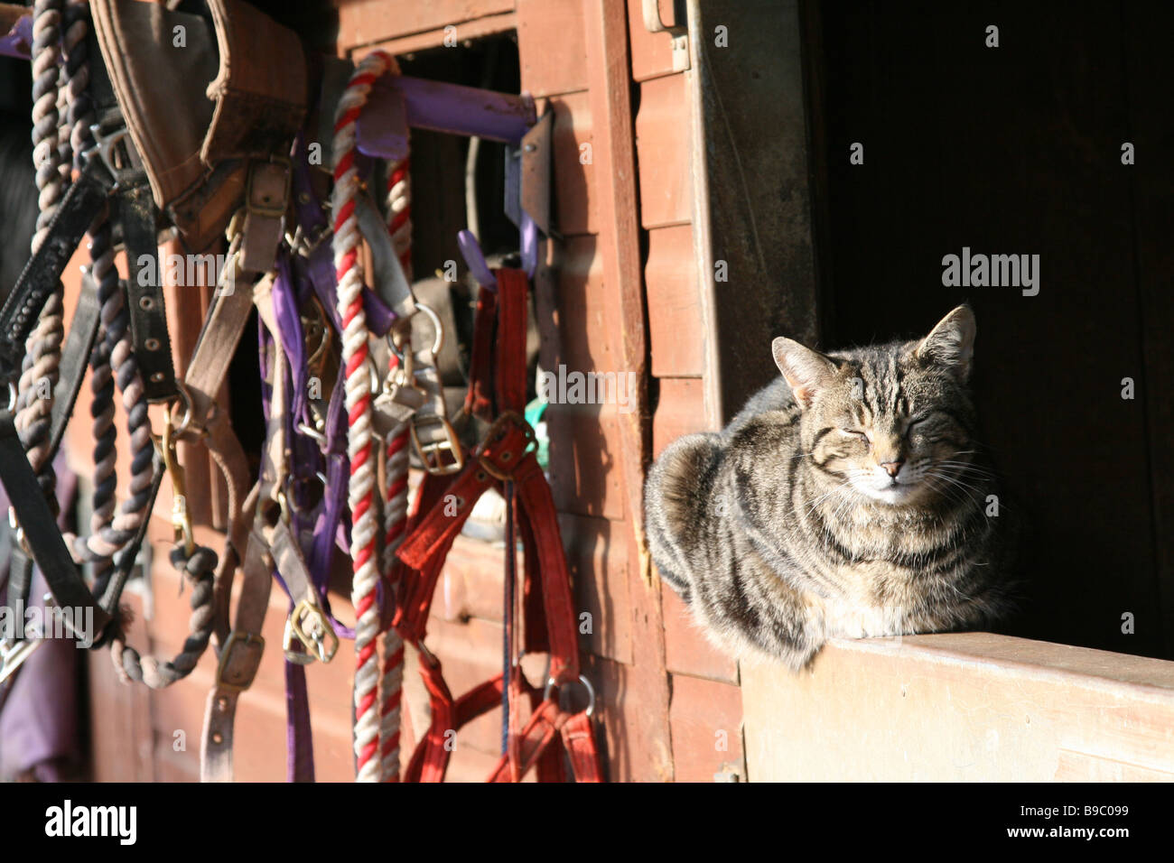 Sunbathing tabby cat hi-res stock photography and images - Alamy