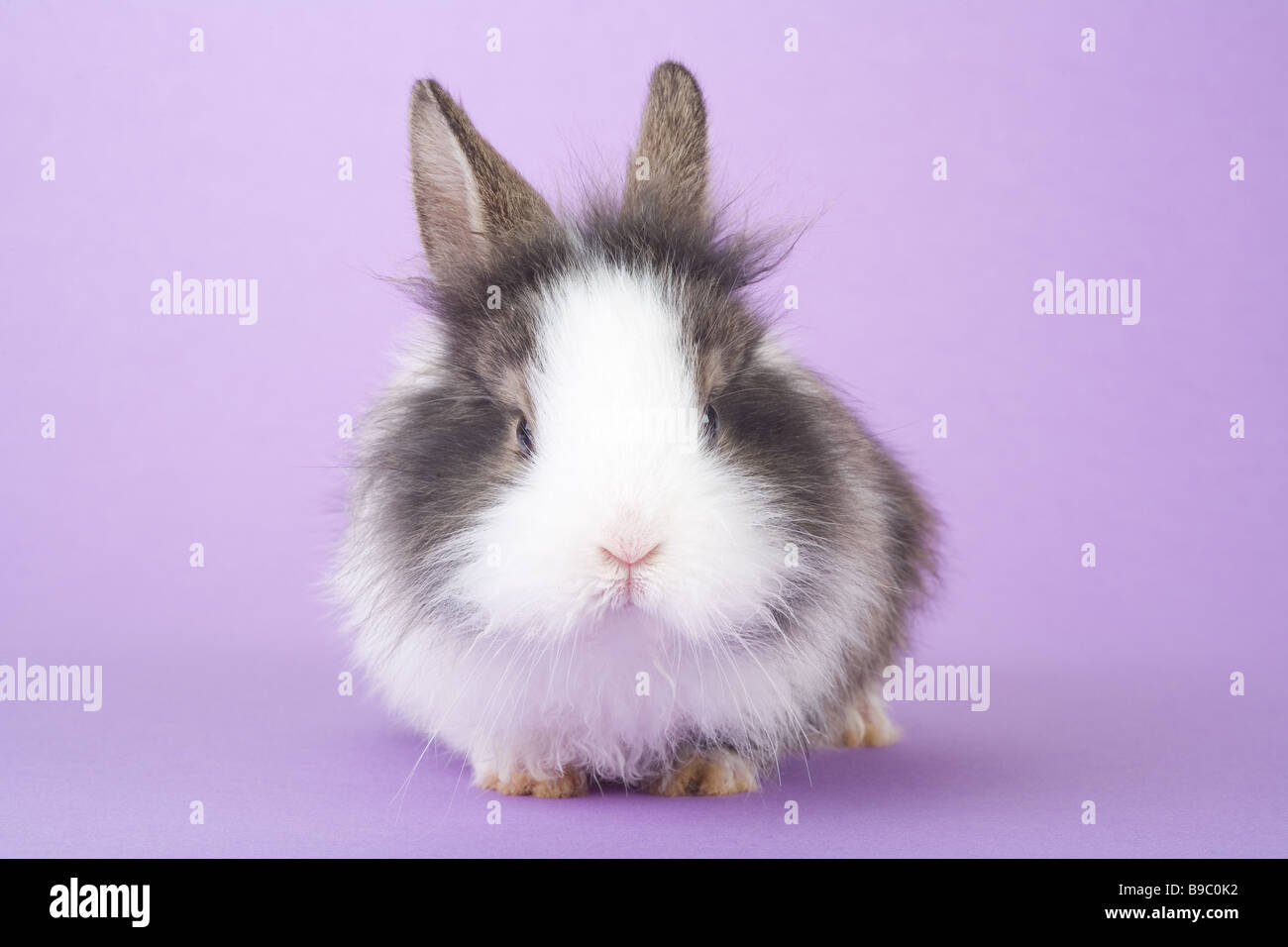 spotted bunny isolated on purple background Stock Photo