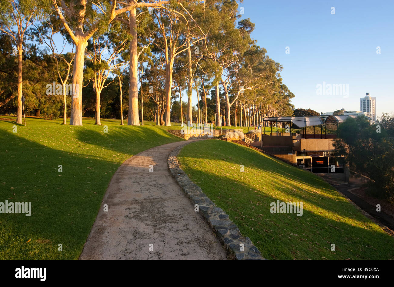 Looking down a path in King's Park towards the Lemon-scented gum (Corymbia citriodora) tree memorials. Perth, Western Australia Stock Photo