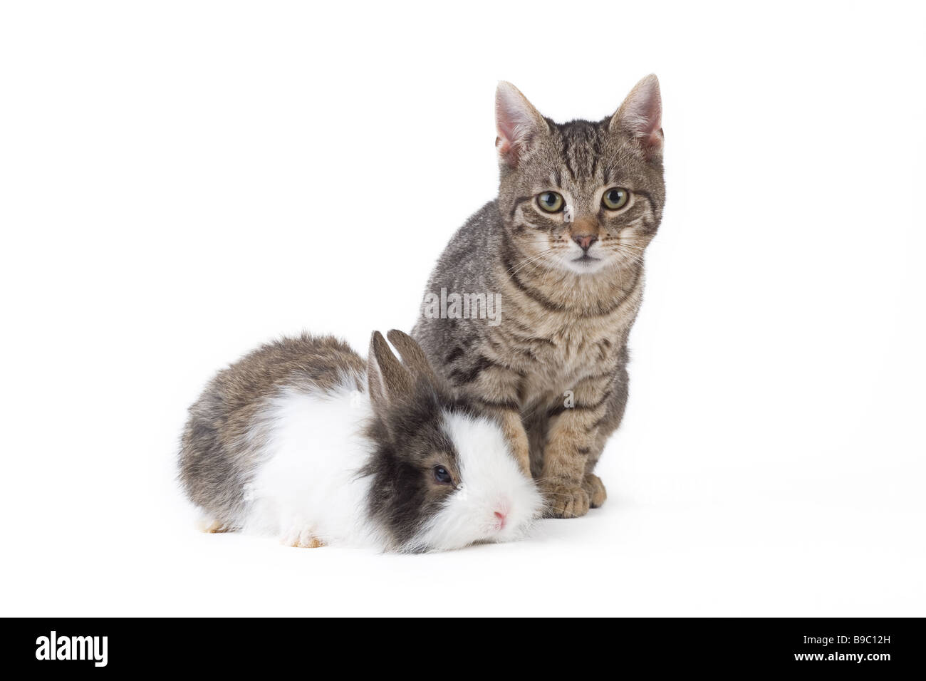 Kitten and rabbit together hi-res stock photography and images - Alamy