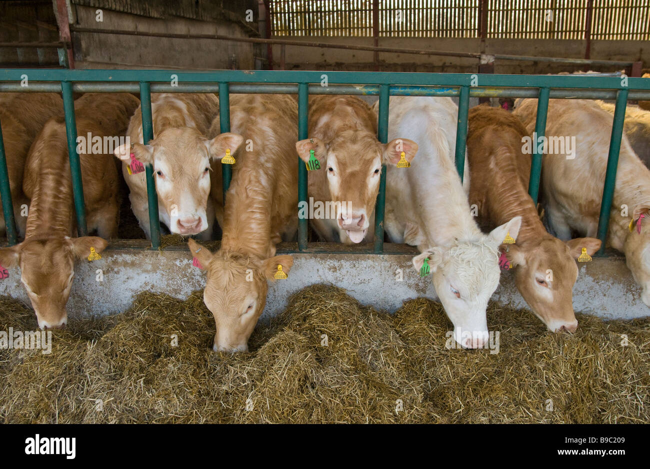 Cows in a barn feeding over winter Stock Photo
