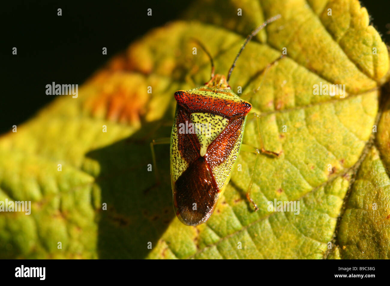 Hawthorn Sheildbug, Acanthosoma haemorrhoidale also known as the Stink ...