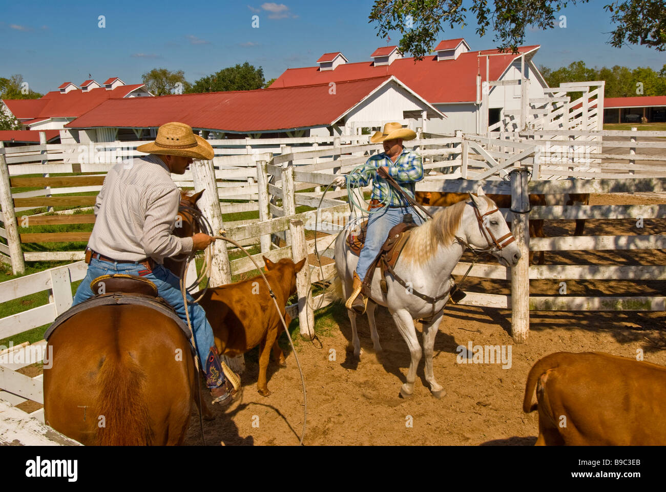 Cowboys rounding up cattle in pen George Ranch Historical Park Houston texas tx  tourist attraction American cowboy history Stock Photo