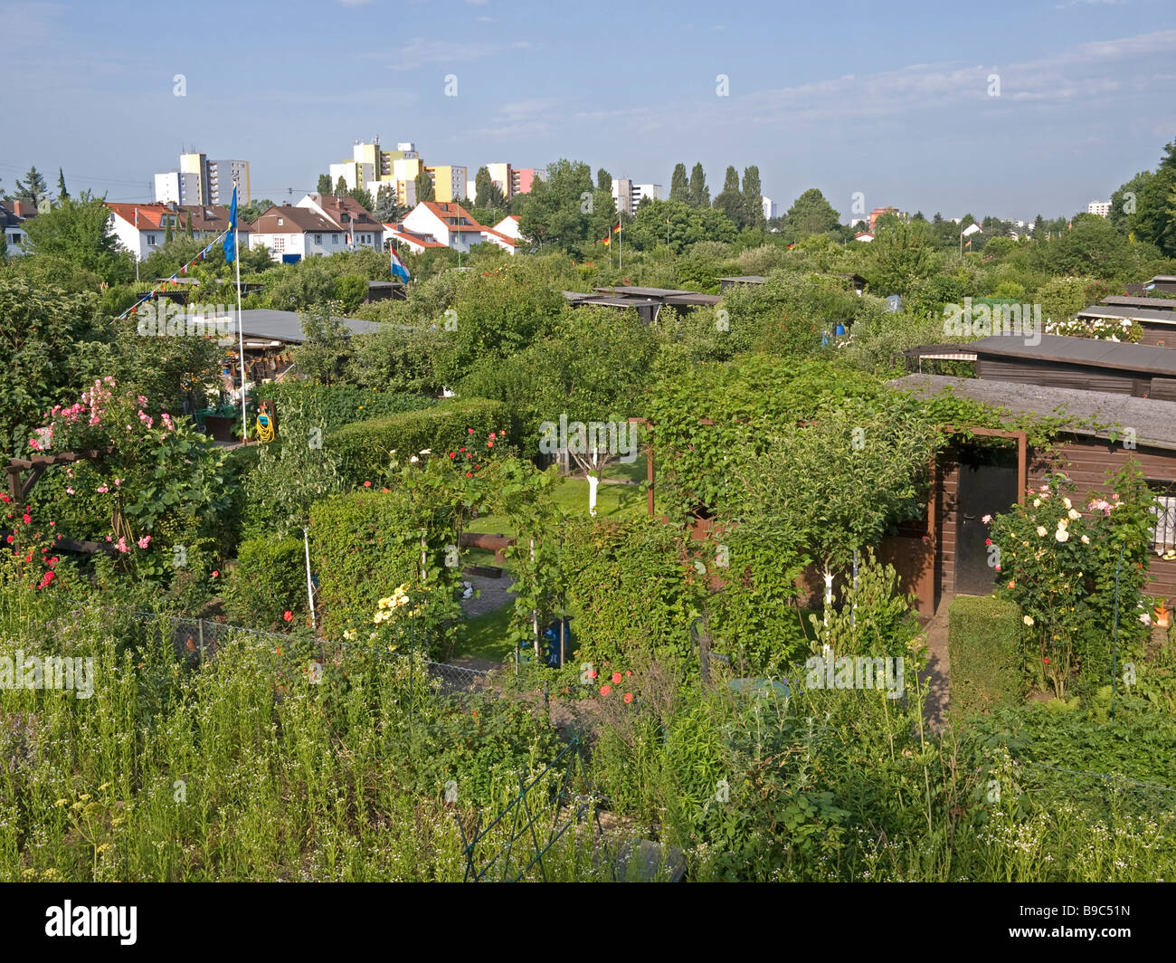 allotment garden with much little wooden houses and little gardens in