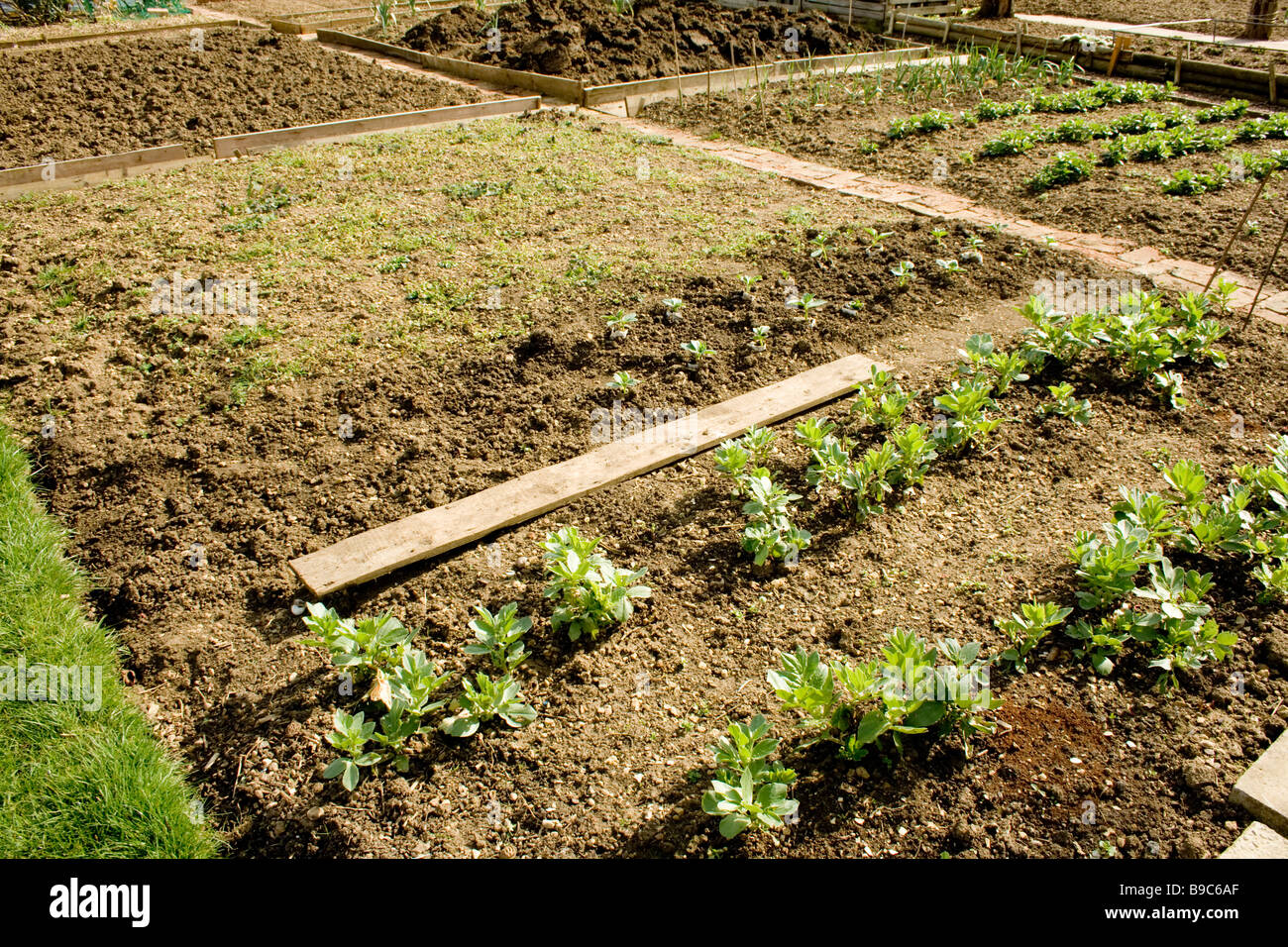 Preparing the ground in the vegetable patch Stock Photo Alamy