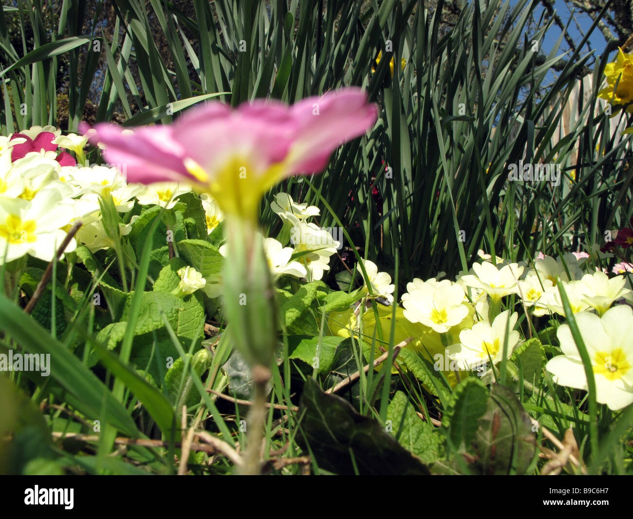 A Purple Primula on a sunny day Stock Photo
