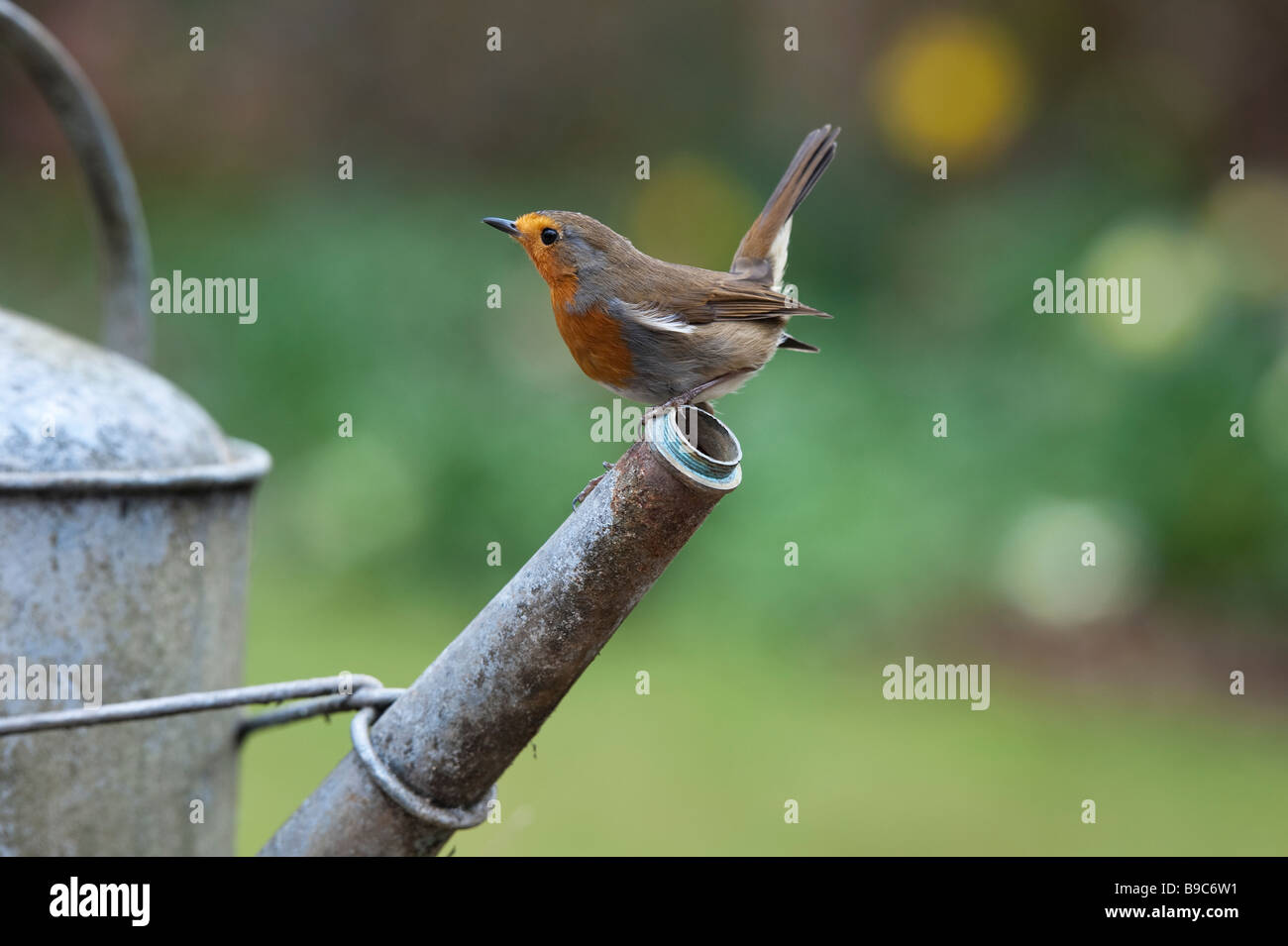 Robin perched on the spout of a metal watering can Stock Photo