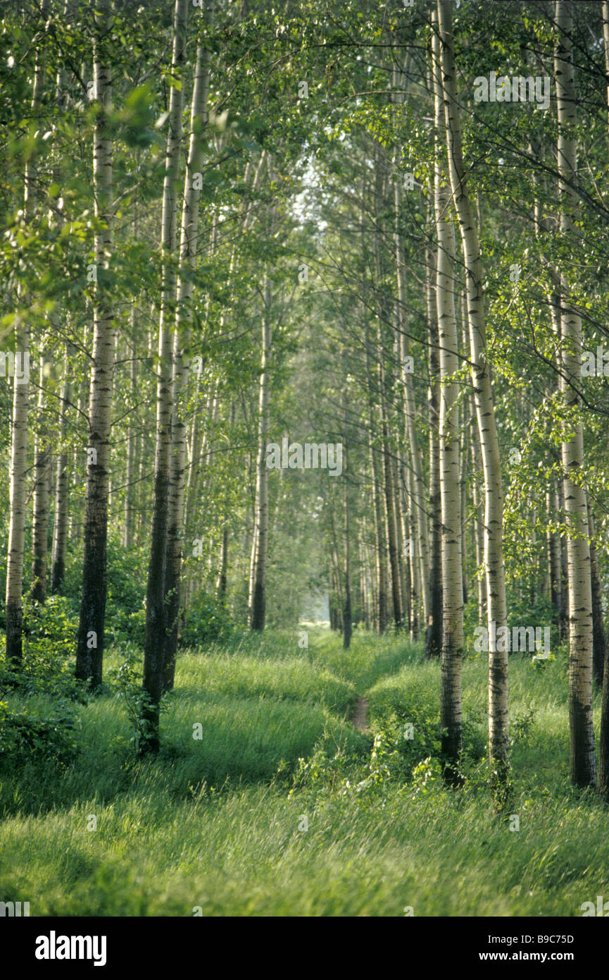 A landscape in Central Russia Stock Photo - Alamy