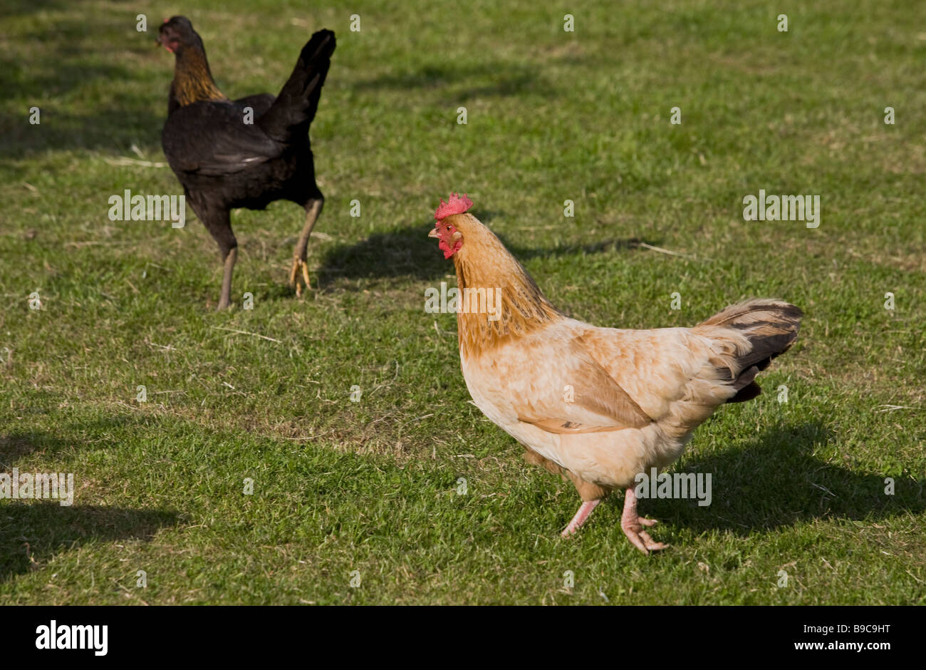 DOMESTIC CHICKENS UK Stock Photo Alamy