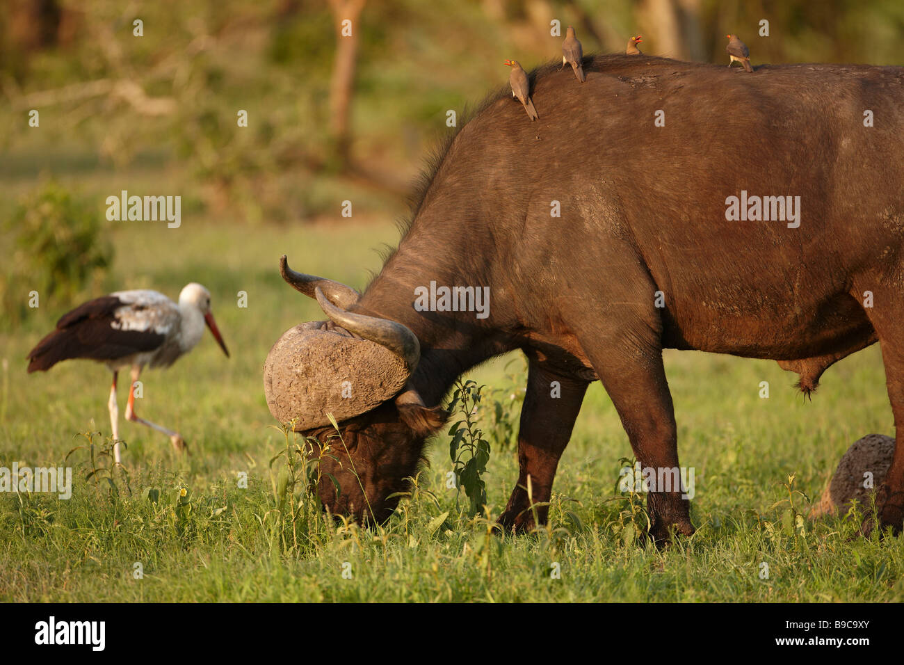 African buffalo with red billed oxpecker on its back and a white stork Kruger National Park South Africa Stock Photo