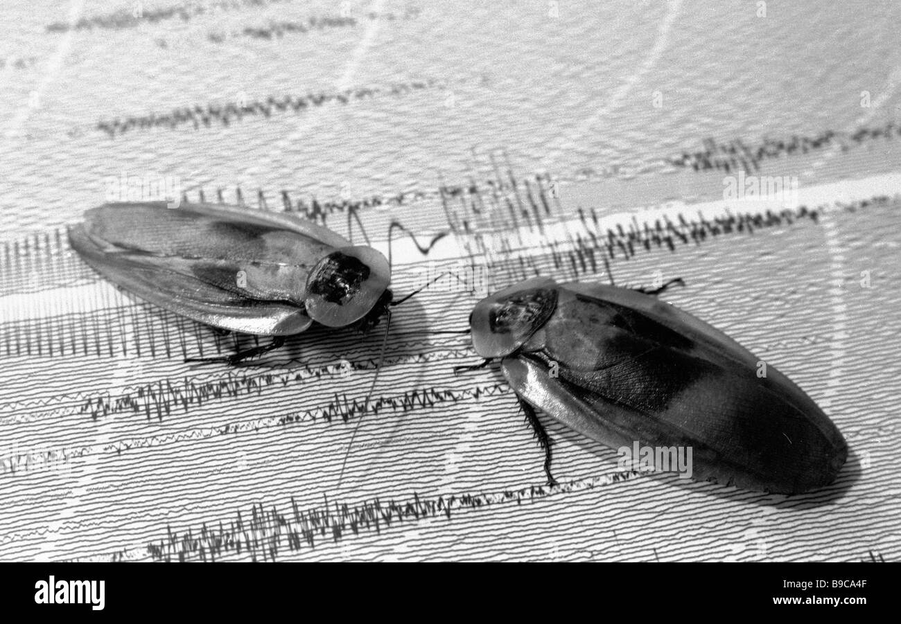 Colombian cockroaches used by Garm expedition members in their ...