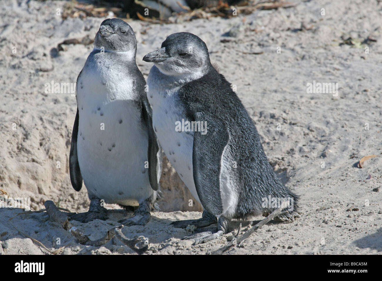 Juvenile African Penguins (Spheniscus demersus), also known as the Black-footed Penguin or Jackass Penguin Stock Photo