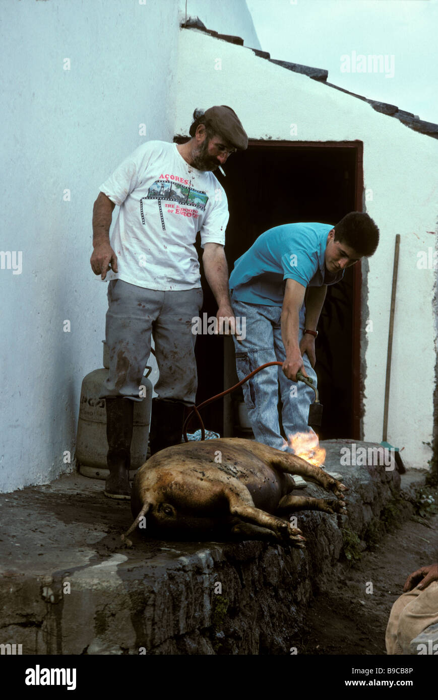 slaughtering at pig in the back yard on the Island of Sao Miguel in the Azores Portugal Stock Photo