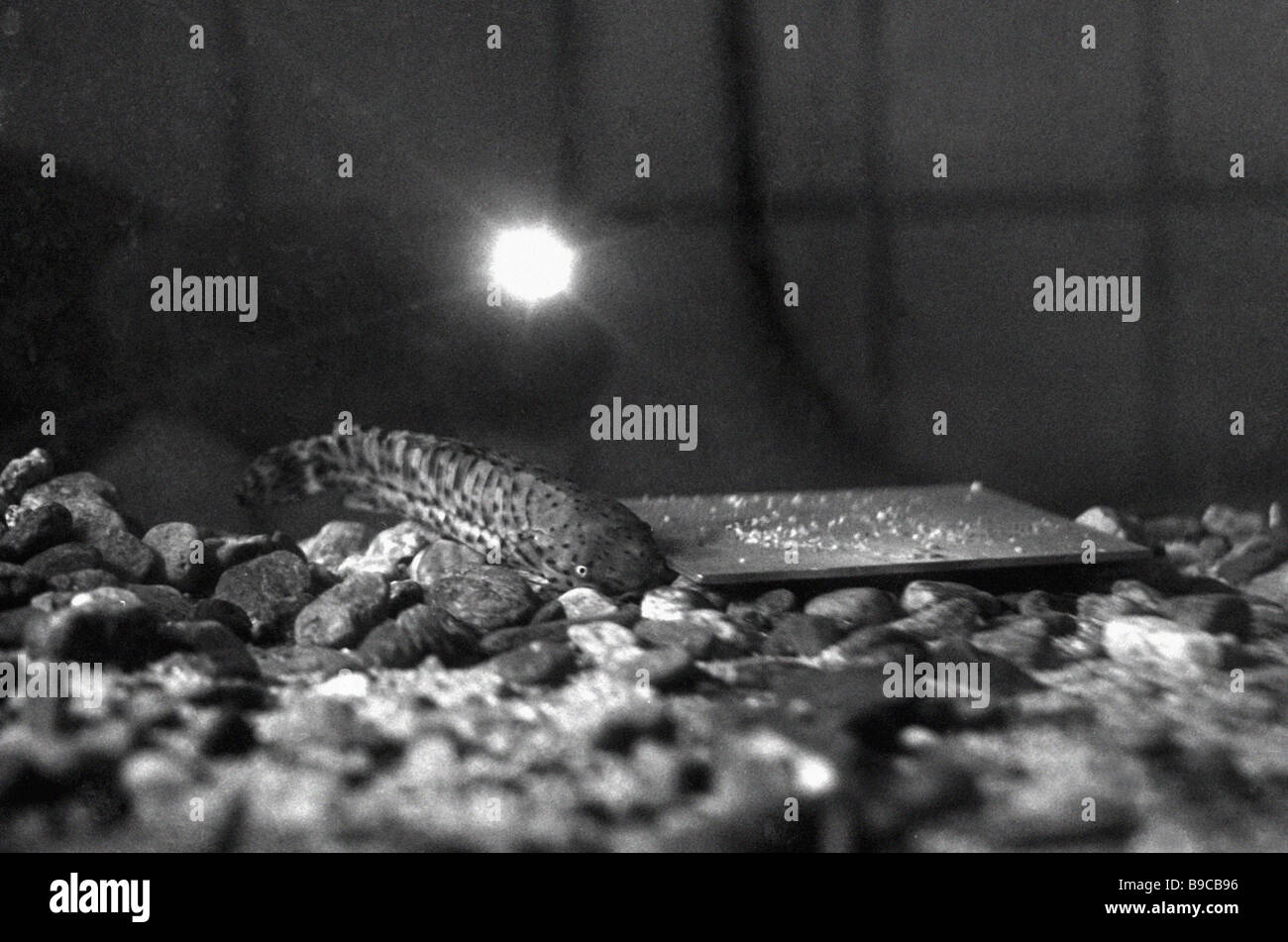 Studying the behavior of fish during the coming earthquake in the