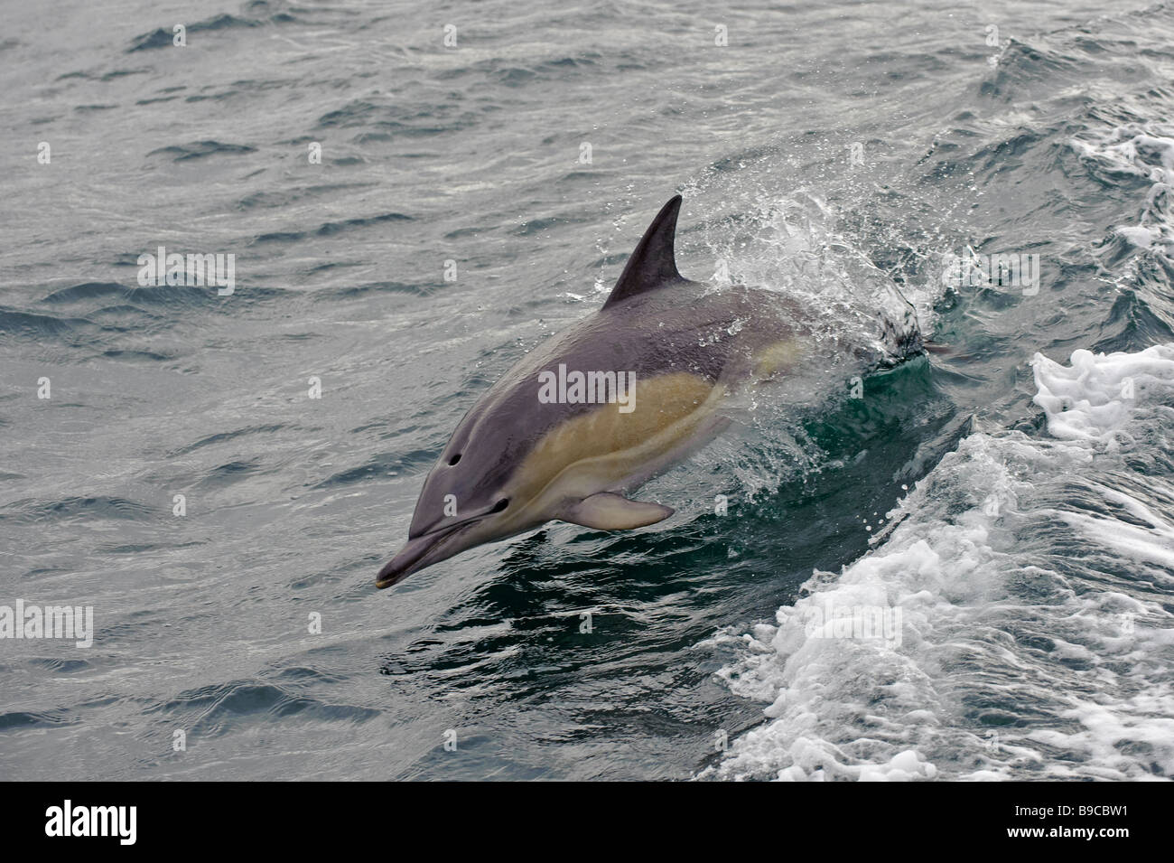 Short beaked common dolphin Delphinus delphis breaching. Loch Torridon, Scotland. Stock Photo