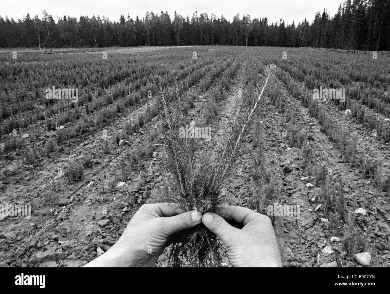 Planting spruce seedlings in the Borisovsky forestry Stock Photo Alamy
