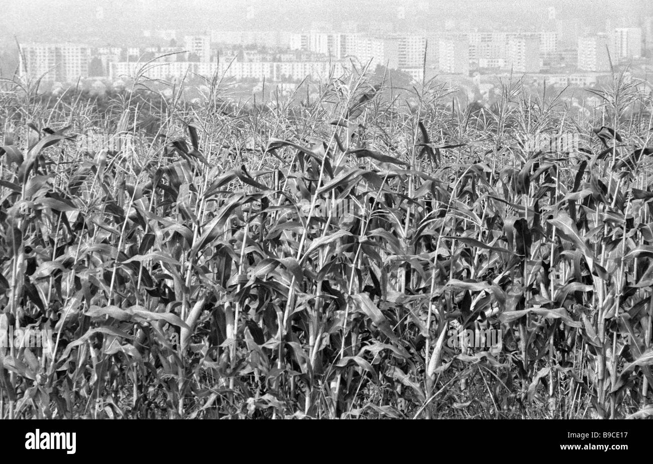 Maize Field Black and White Stock Photos & Images - Alamy