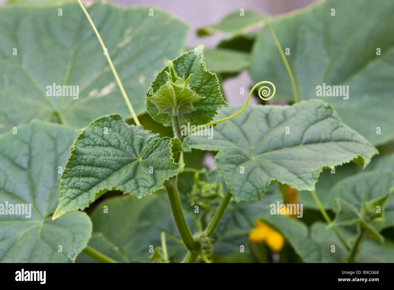 Lebanese Cucumber plant with a vine uncurling Stock Photo Alamy