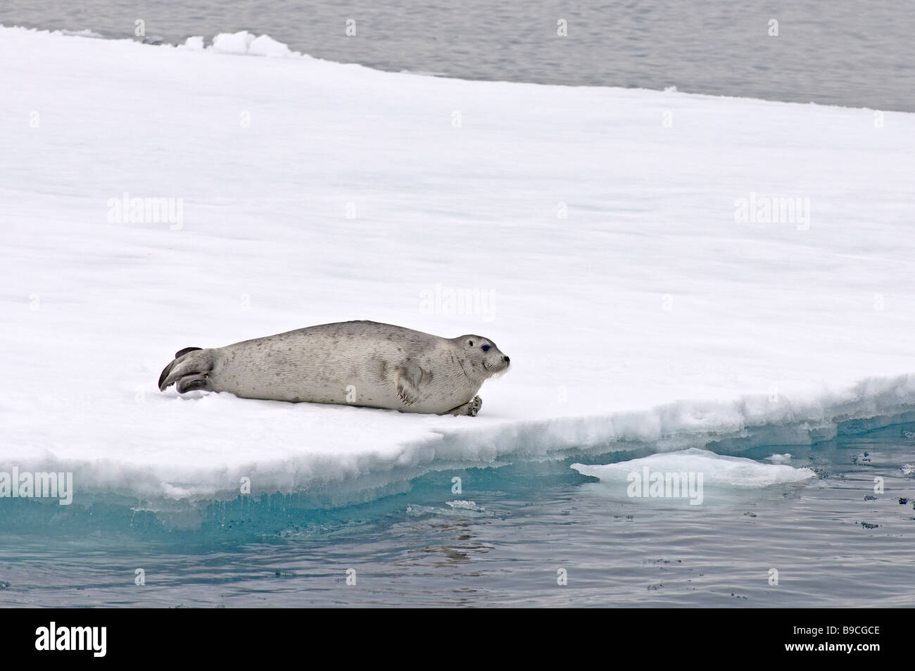Bearded seal Erignathus barbatus on arctic ice floe, Spitsbergen, Svalbard. Stock Photo