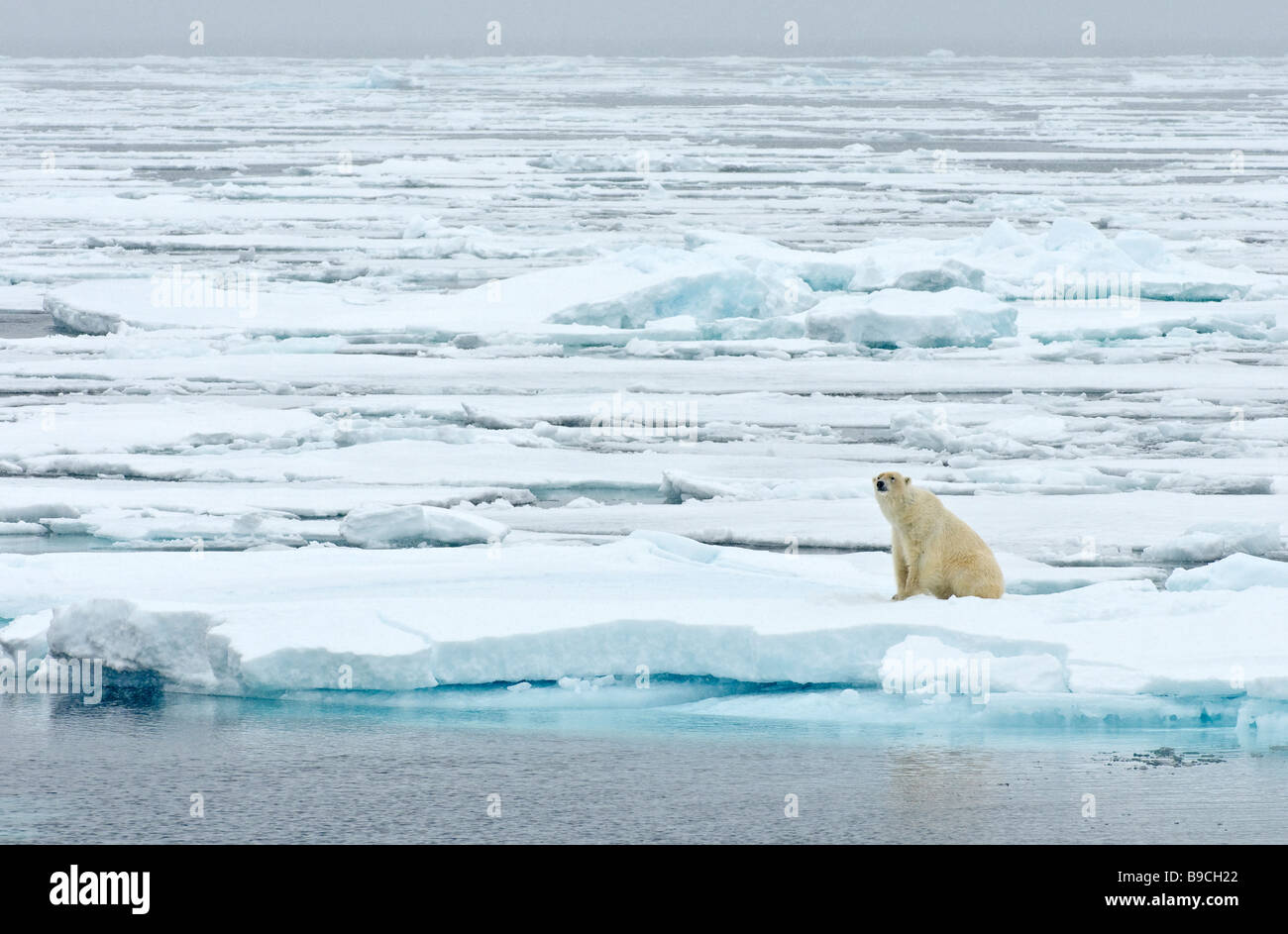 Global Warming Polar Bear Hi-res Stock Photography And Images - Alamy