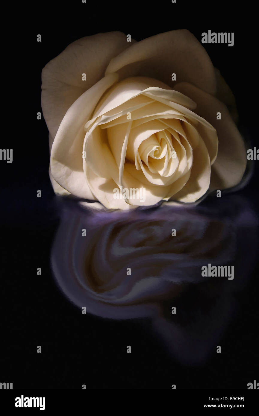 White Roses Reflected rose reflected by the water Stock Photo - Alamy